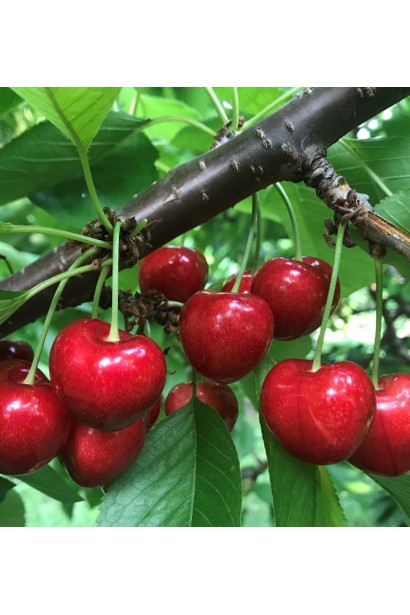 Черешня Гігантелла / Гігант Ред